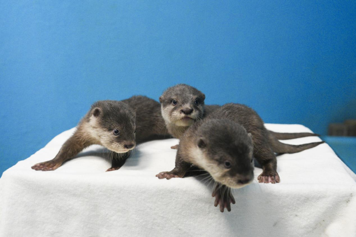 图片 5.png 图片 5.png